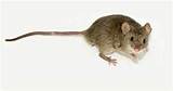 Rodent Like Animals Images