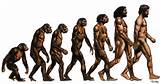 Photos of Lucy Theory Of Evolution