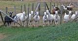 Goat Farms Images