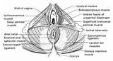Superficial Pelvic Floor Muscles Images