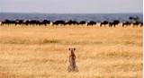 Photos of Serengeti National Park Safari