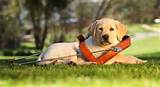 Guide Dogs Pet Insurance Images