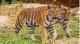 Bandhavgarh Safari Package Pictures