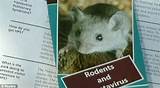 Yosemite Rodent Virus Photos