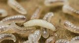 Termite Larvae Vs Maggots Pictures