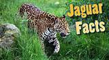 Jaguar Amazon Rainforest Images