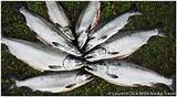 Silver Salmon Fishing In Alaska Photos