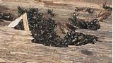 Carpenter Ants Tree Damage Photos