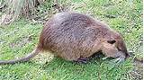 Photos of Rodent Species