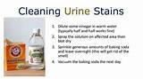Cleaning Urine From Mattress With Vinegar