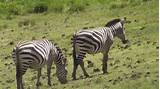 Safari Parks In Tanzania Pictures