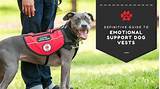 Images of Service Dog Vs Emotional Support Dog