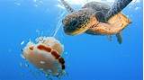 What Do Jelly Fish Eat Photos