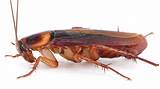 Pictures of Cockroach Theory