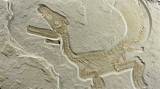 Photos of A Dinosaur Fossil