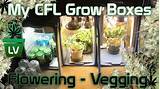 Growing Marijuana In A Grow Box Images