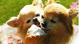 Images of Dogs Eating Ice Cream