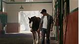 Images of Clydesdale Commercials Super Bowl