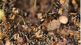 Images of Termite Treatment Diy