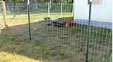 Pictures of Cheap Fencing To Keep Dogs In
