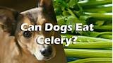 Can Rabbits Eat Celery