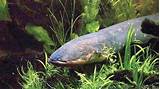 Electric Eel For Sale Pictures