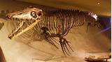 Best Dinosaur Fossil Museum Photos