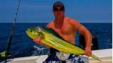 Fish Mahi Images