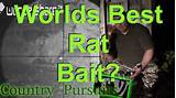 Best Rat Poison Photos