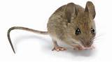 Images of Rodent Definition
