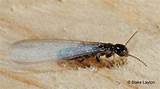 Pictures of Black Termite