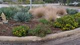 Native Texas Landscape Plants Photos