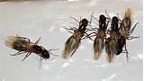 Carpenter Ants Florida In House Photos