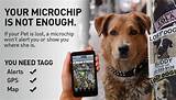 How Much Is A Gps Chip For A Dog