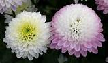 Photos of Types Of Mums Flowers