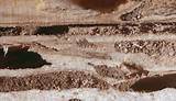 Photos of Termite Damage Vs Water Damage