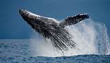 Pictures of Whale Watching Tours Long Beach