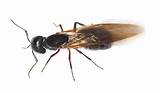 What Are Carpenter Ants