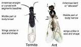Pictures of Difference Between Flying Ant And Termite