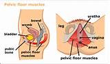 Pictures of Best Exercises To Strengthen Pelvic Floor Muscles