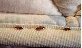 Pictures of Professional Treatment For Bed Bugs
