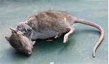 Dead Rat Smell Images