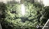 Pictures of What You Need To Grow Marijuana Indoors