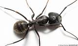 Are Black Ants Carpenter Ants