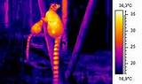 Infrared Heat Camera Images