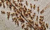 Photos of Buy Termites Online