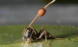 Controlling Carpenter Ants Images