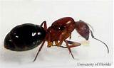 Do Queen Carpenter Ants Have Wings