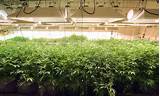 Pictures of Marijuana Cultivation Jobs