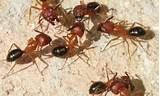 Carpenter Ants Nocturnal